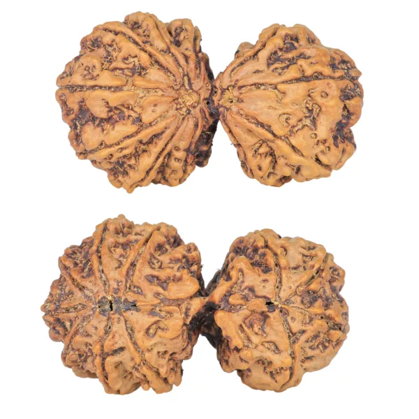 11 MK Gaurishankar 38.7mm 7.22gm - Rudraksha