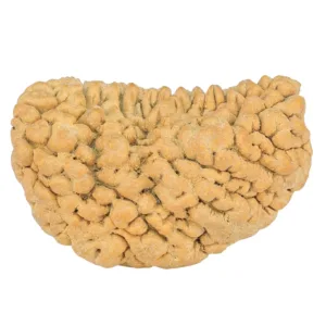 1 Mukhi Rudraksha 33.6mm 6.22gm - Rudraksha