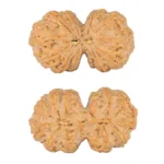 12 MK Gaurishankar 43.3mm 12.51gm - Rudraksha