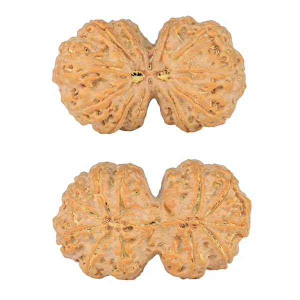 12 MK Gaurishankar 43.3mm 12.51gm - Rudraksha