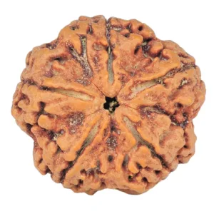 5 Mukhi Rudraksha 30.1mm 8.08gm