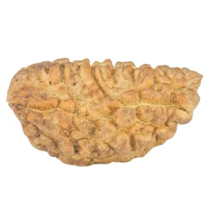 1 Mukhi Rudraksha 34.5mm 4.09gm - Rudraksha