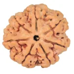 7 Mukhi Rudraksha 26.7mm 6gm - Origin: Nepal - Rudraksha