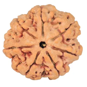 7 Mukhi Rudraksha 26.7mm 6gm - Origin: Nepal