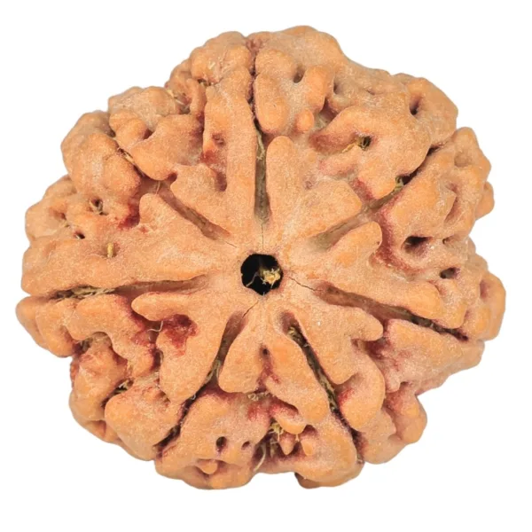 7 Mukhi Rudraksha 26.7mm 6gm - Origin: Nepal - Rudraksha