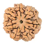 7 Mukhi Rudraksha 28mm 6.5gm - Rudraksha
