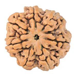 7 Mukhi Rudraksha 28mm 6.5gm - Rudraksha