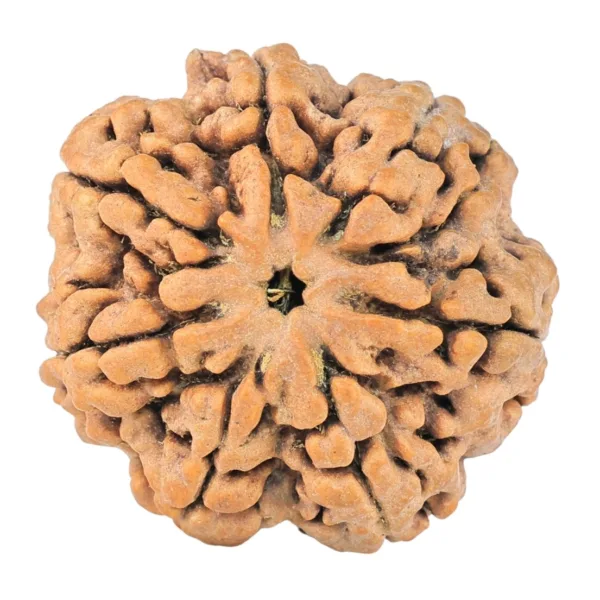 7 Mukhi Rudraksha 28mm 6.5gm - Rudraksha