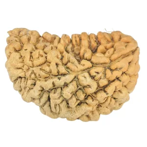 1 Mukhi Rudraksha 32.2mm 3.35gm - Rudraksha