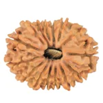 15 Mukhi Rudraksha 23.8mm 2.32gm - Rudraksha