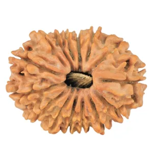 15 Mukhi Rudraksha 23.8mm 2.32gm - Rudraksha