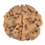 1MK(Underdeveloped) 21.2mm 3.3gm - Origin: Nepal - Rudraksha