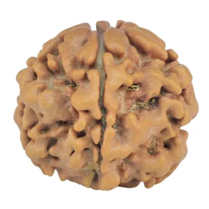 1MK(Underdeveloped) 21.2mm 3.3gm - Origin: Nepal - Rudraksha