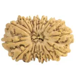 16 Mukhi Rudraksha 28mm 3.72gm - Rudraksha