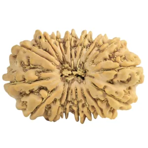 16 Mukhi Rudraksha 28mm 3.72gm - Rudraksha