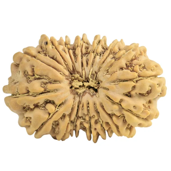 16 Mukhi Rudraksha 28mm 3.72gm - Rudraksha