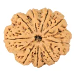 9 Mukhi Rudraksha 34.9mm 9.93gm - Origin: Nepal - Rudraksha