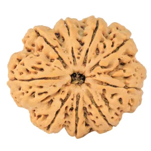 9 Mukhi Rudraksha 34.9mm 9.93gm - Origin: Nepal - Rudraksha