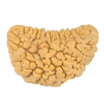 1 Mukhi Rudraksha 34.8mm 6.38gm - Rudraksha