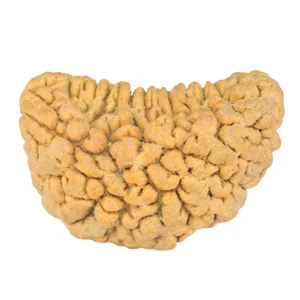 1 Mukhi Rudraksha 34.8mm 6.38gm - Rudraksha
