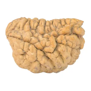 1 Mukhi Rudraksha 32.4mm 3.93gm - Rudraksha
