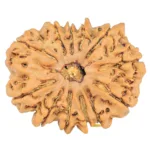 12 Mukhi Rudraksha 29.9mm 5.53gm - Rudraksha