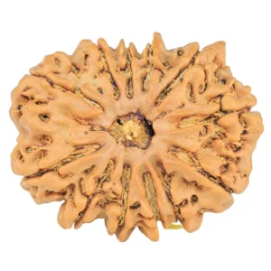12 Mukhi Rudraksha 29.9mm 5.53gm - Rudraksha