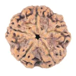 5 Mukhi Rudraksha 31.5mm 8.72gm - Rudraksha