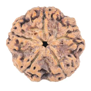 5 Mukhi Rudraksha 31.5mm 8.72gm