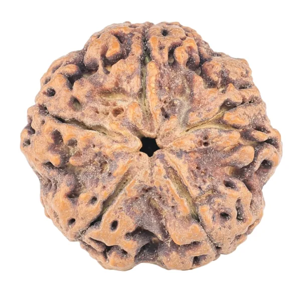 5 Mukhi Rudraksha 31.5mm 8.72gm - Rudraksha