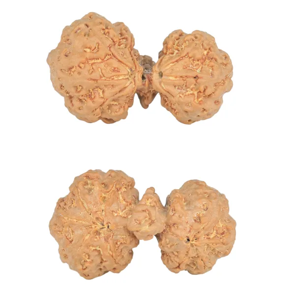10 Mukhi Mini Trijuti 38mm 7.06gm - Rudraksha
