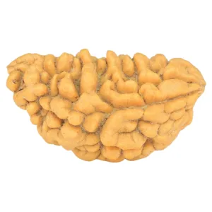 1 Mukhi Rudraksha 34.5mm 4.42gm - Rudraksha