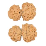 7 Mukhi G.S & Ganesh 30.3mm 5.13gm - Rudraksha