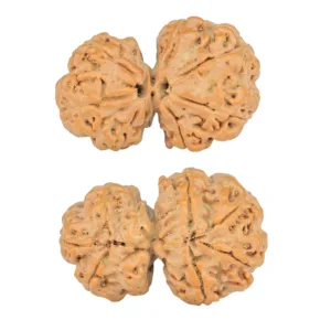 7 Mukhi G.S & Ganesh 30.3mm 5.13gm - Rudraksha