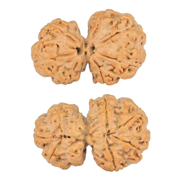 7 Mukhi G.S & Ganesh 30.3mm 5.13gm - Rudraksha