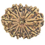 14 Mukhi Rudraksha 33.7mm 7.83gm - Rudraksha