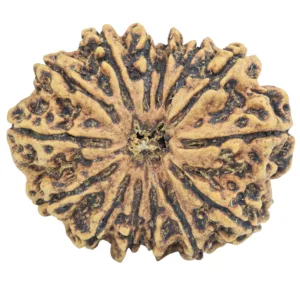 14 Mukhi Rudraksha 33.7mm 7.83gm - Rudraksha