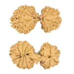 14 Mukhi Mini Trijuti 34.2mm 3.83gm - Rudraksha