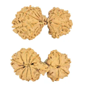 14 Mukhi Mini Trijuti 34.2mm 3.83gm - Rudraksha