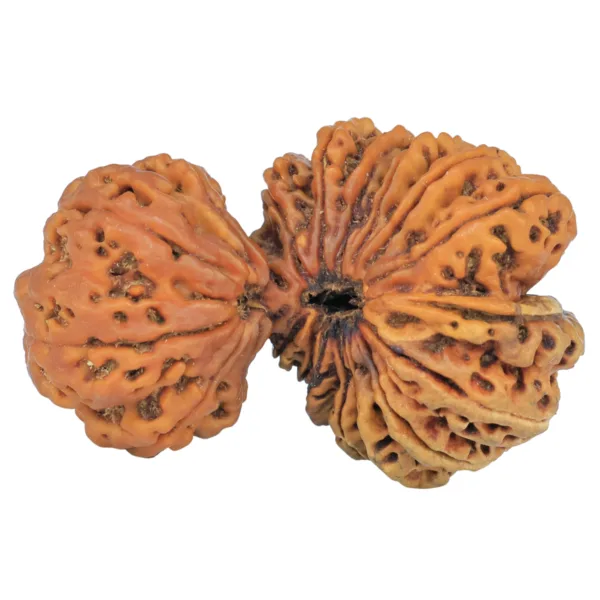 19 MK Gaurishankar 46.2mm 9.27gm - Rudraksha