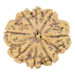 8 Mukhi Rudraksha 31.6mm 7.16gm - Rudraksha
