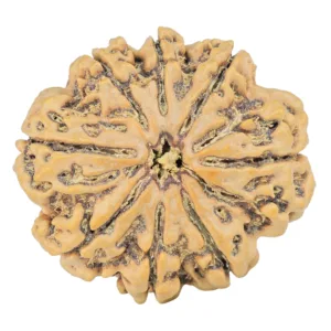 8 Mukhi Rudraksha 31.6mm 7.16gm - Rudraksha