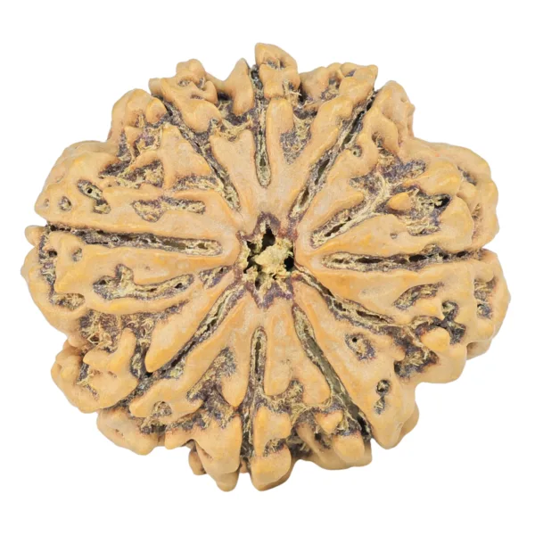 8 Mukhi Rudraksha 31.6mm 7.16gm - Rudraksha