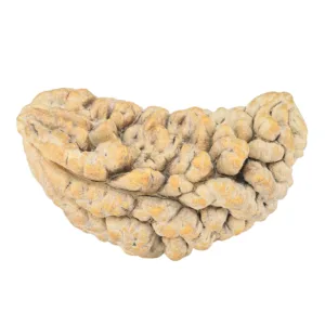 1 Mukhi Rudraksha 34.8mm 4.87gm - Rudraksha
