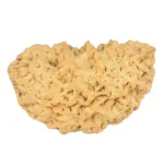 1 Mukhi Rudraksha 34.9mm 5.98gm - Rudraksha