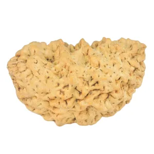 1 Mukhi Rudraksha 34.9mm 5.98gm - Rudraksha