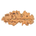 1 Mukhi Rudraksha 19.5mm 0.51gm - Rudraksha