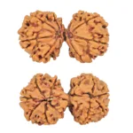 9 MK Gaurishankar 37.4mm 6.79gm - Rudraksha