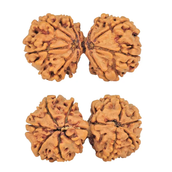 9 MK Gaurishankar 37.4mm 6.79gm - Rudraksha
