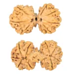 10 Mk Gaurishankar 37.8mm 6.71gm - Rudraksha